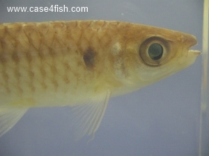 Foto Galerie/Characiformes/Characidae/Chalceus macrolepidotus/Chalceus macrolepidotus_03_S.jpg